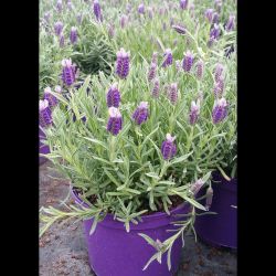 Lavender Lilac Wings