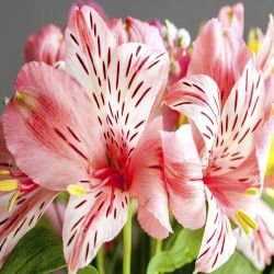 Alstromeria