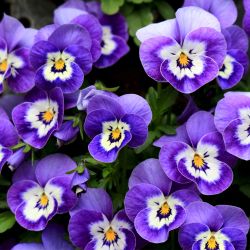 Autumn/Winter Pansy 6 Pack