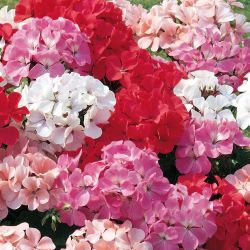 Upright Geranium 10.5cm
