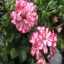 Trailing Geranium 10.5cm