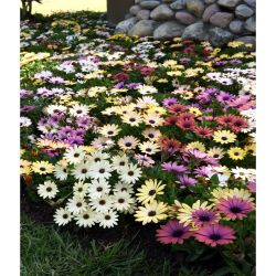Osteospermum 10.5cm