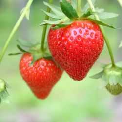 6Pk Premium Strawberries