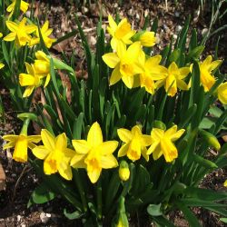 Tete A Tete Pot 13cm