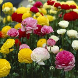 Ranunculus Pot 10.5cm