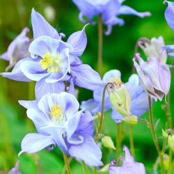 Aquilegia Spring Magic 13cm
