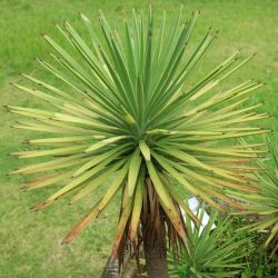 Cordyline Torbay Dazzler