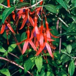 Fuchsia 