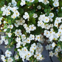 4Pk Trailing Bacopa