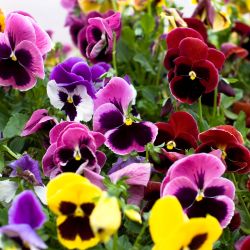 10Pk Pansy