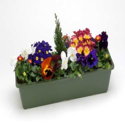 Planted Window Box 24cm
