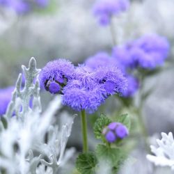 Ageratum 6 Pack