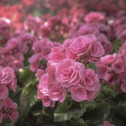 Begonia Devil 6 Pack