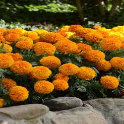 Marigold African 6 Pack