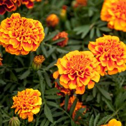 French Marigold 6 Pack