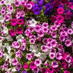 Petunia 6 Pack