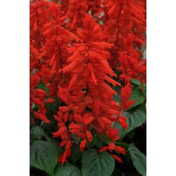 Salvia Fury 6 Pack