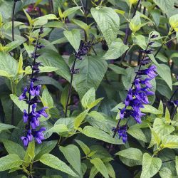 10Pk Salvia