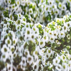 Alyssum Snow 10 Pack