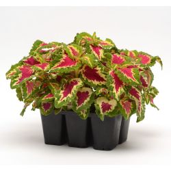 Coleus Mixed 6 Pack
