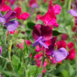 10Pk Sweet Pea