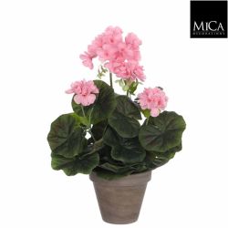 Geranium Pink in Grey Pot