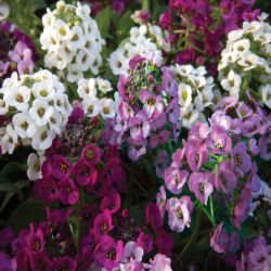 Alyssum Mixed 10 Pack