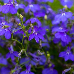 Lobellia Bush In Variety 10 Pack