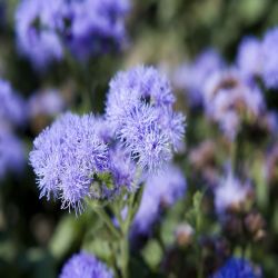 10Pk Ageratum