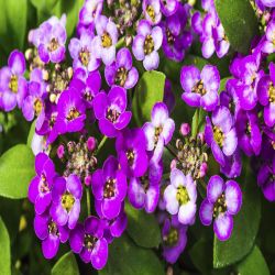 10Pk Alyssum