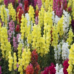 10Pk Antirrhinum