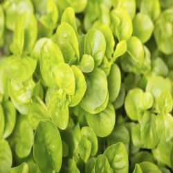 4Pk Lysmachia Creeping Jenny