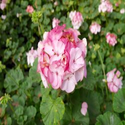 6Pk Jumbo Geranium