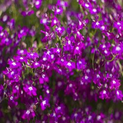 10Pk Lobelia Bush