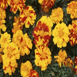 10Pk French Marigolds