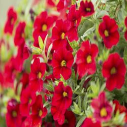 6Pk Jumbo Million Bells Red