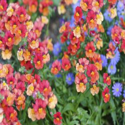 4Pk Trailing Nemesia