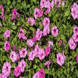 Petunia Trailing 10.5cm