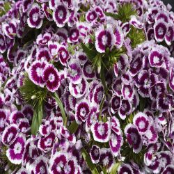 10Pk Sweet William